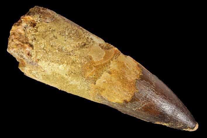 Bargain, Spinosaurus Tooth - Composite Tooth #138216